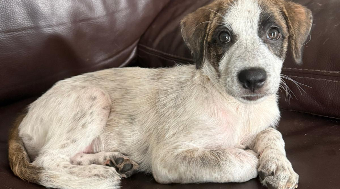 Chiens à adopter